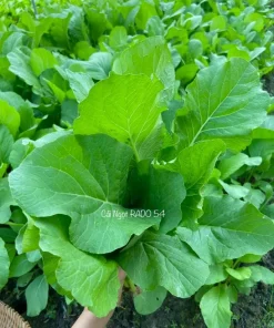 Choy Sum Seeds for Planting - Green Mustard Seeds - 6000 Seeds - Vegetable - Image 4