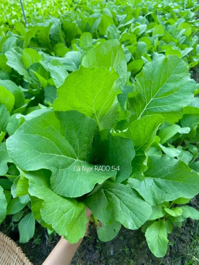 Choy Sum Seeds for Planting - Green Mustard Seeds - 6000 Seeds - Vegetable - Image 4