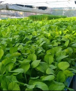 Choy Sum Seeds for Planting - Green Mustard Seeds - 6000 Seeds - Vegetable - Image 5