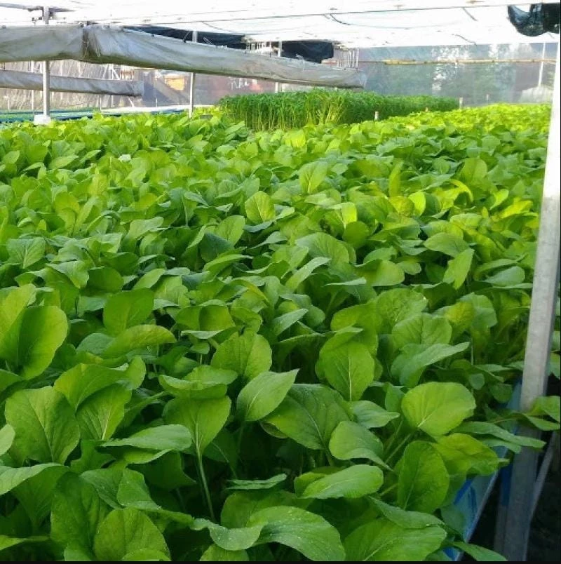 Choy Sum Seeds for Planting - Green Mustard Seeds - 6000 Seeds - Vegetable - Image 5