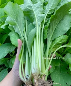 Choy Sum Seeds for Planting - Green Mustard Seeds - 6000 Seeds - Vegetable - Image 6