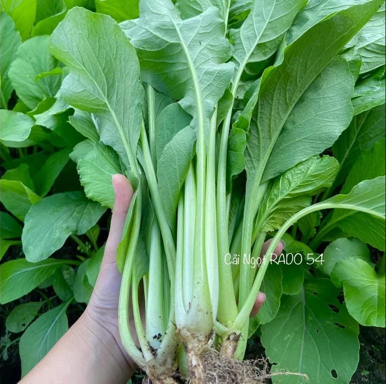 Choy Sum Seeds for Planting - Green Mustard Seeds - 6000 Seeds - Vegetable - Image 6