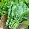Choy Sum Seeds for Planting - Green Mustard Seeds - 6000 Seeds - Vegetable - Image 1