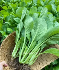 Choy Sum Seeds for Planting - Green Mustard Seeds - 6000 Seeds - Vegetable - Image 1