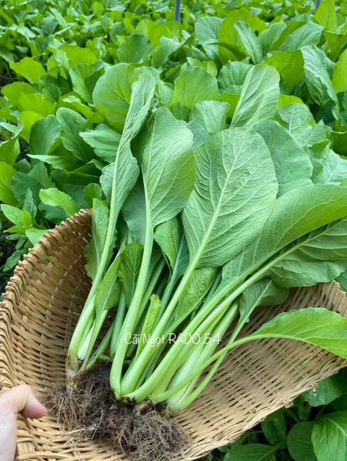 Choy Sum Seeds for Planting - Green Mustard Seeds - 6000 Seeds - Vegetable - Image 1