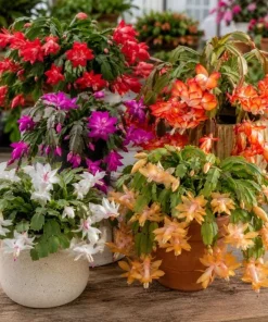 Christmas Cactus Live Plant 4-6 Inch Tall – 2-Pack, Indoor Holiday Decor - Image 2