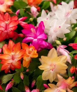 Christmas Cactus Live Plant 4-6 Inch Tall – 2-Pack, Indoor Holiday Decor - Image 3