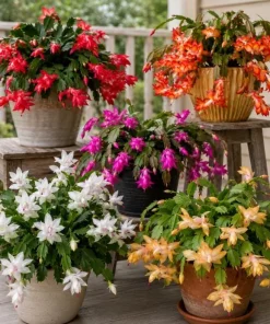 Christmas Cactus Live Plant 4-6 Inch Tall – 2-Pack, Indoor Holiday Decor - Image 6