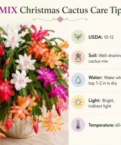 Christmas Cactus Live Plant 4-6 Inch Tall – 2-Pack, Indoor Holiday Decor - Image 7