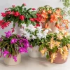 Christmas Cactus Live Plant 4-6 Inch Tall – 2-Pack, Indoor Holiday Decor - Image 1