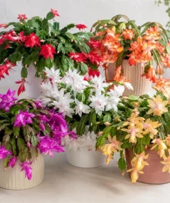 Christmas Cactus Live Plant 4-6 Inch Tall – 2-Pack, Indoor Holiday Decor - Image 1