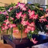Christmas Cactus Live Plant - Easy Care Holiday Houseplant - Image 1