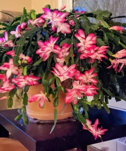 Christmas Cactus Live Plant - Easy Care Holiday Houseplant - Image 1