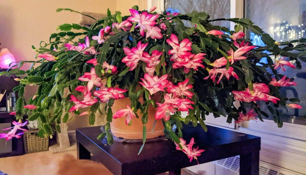 Christmas Cactus Live Plant - Easy Care Holiday Houseplant - Image 1