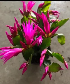 Christmas Cactus Live Plant - Festive Holiday Blooming Houseplant - Image 2