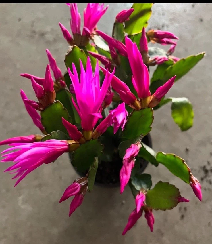 Christmas Cactus Live Plant - Festive Holiday Blooming Houseplant - Image 2
