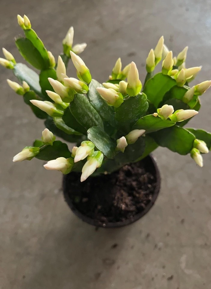 Christmas Cactus Live Plant - Festive Holiday Blooming Houseplant - Image 3
