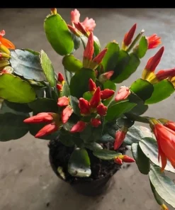 Christmas Cactus Live Plant - Festive Holiday Blooming Houseplant - Image 4