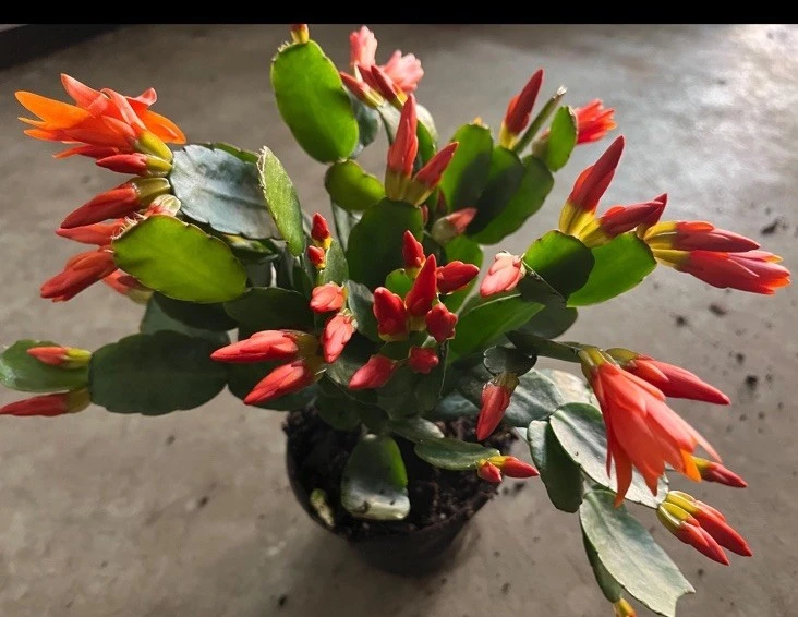 Christmas Cactus Live Plant - Festive Holiday Blooming Houseplant - Image 4