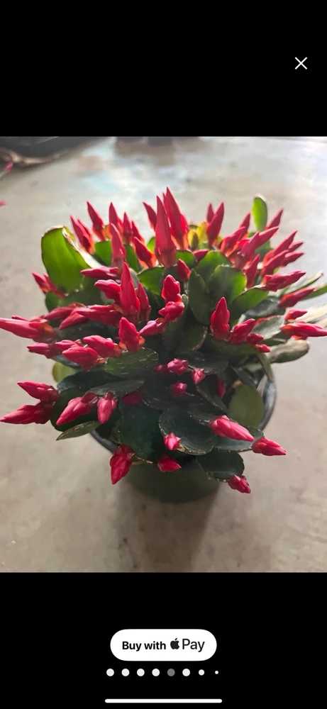 Christmas Cactus Live Plant - Festive Holiday Blooming Houseplant - Image 5