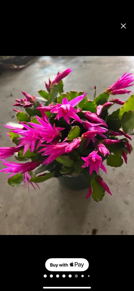 Christmas Cactus Live Plant - Festive Holiday Blooming Houseplant - Image 6