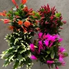 Christmas Cactus Live Plant - Festive Holiday Blooming Houseplant - Image 1