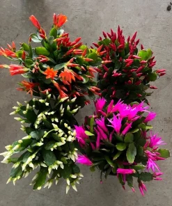 Christmas Cactus Live Plant - Festive Holiday Blooming Houseplant - Image 1