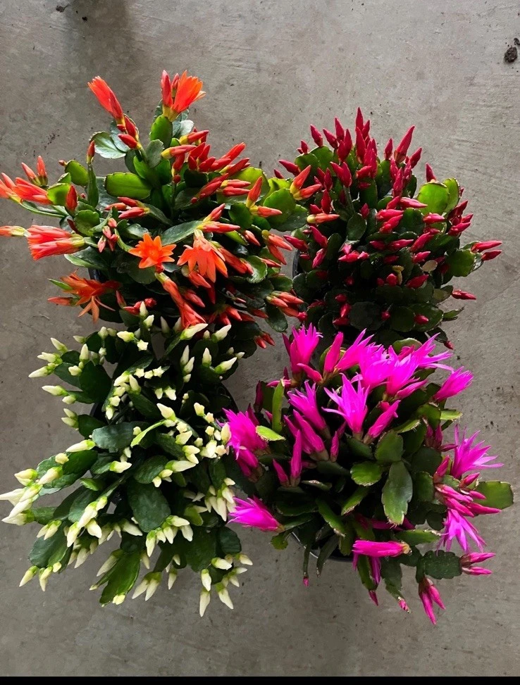 Christmas Cactus Live Plant - Festive Holiday Blooming Houseplant - Image 1