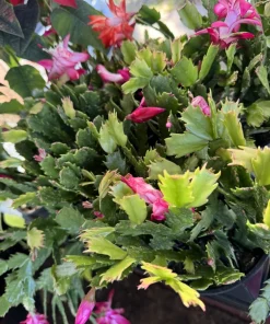 Christmas Cactus Live Plant – Holiday Blooming Succulent – Easy Care Houseplant - Image 1