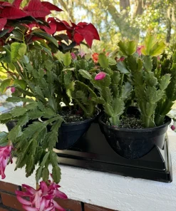 Christmas Cactus Live Plant - Schlumbergera Flowering Holiday Succulent - Houseplant - Image 2
