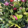 Christmas Cactus Live Plant - Schlumbergera Flowering Holiday Succulent - Houseplant - Image 1