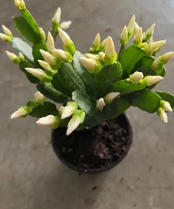 Christmas Cactus Live Plant - Schlumbergera Holiday Succulent Potted Houseplant - Image 3