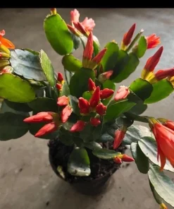 Christmas Cactus Live Plant - Schlumbergera Holiday Succulent Potted Houseplant - Image 4