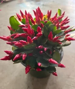 Christmas Cactus Live Plant - Schlumbergera Holiday Succulent Potted Houseplant - Image 5
