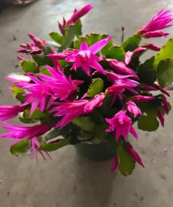 Christmas Cactus Live Plant - Schlumbergera Holiday Succulent Potted Houseplant - Image 6