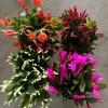 Christmas Cactus Live Plant - Schlumbergera Holiday Succulent Potted Houseplant - Image 1