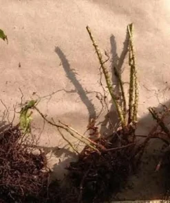 Christmas Fern Rhizomes - 10 Live Bare Roots, 3-6" Long, Outdoor Perennial - Image 2