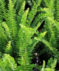 Christmas Fern Rhizomes - 10 Live Bare Roots, 3-6