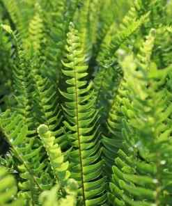 Christmas Fern Rhizomes - 10 Live Bare Roots, 3-6