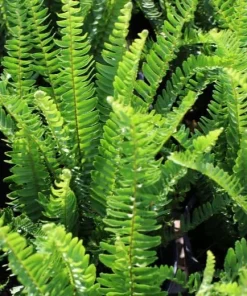 Christmas Fern Rhizomes - 10 Live Bare Roots, 3-6