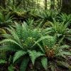Christmas Fern Rhizomes - 10 Live Bare Roots, 3-6" Long, Outdoor Perennial - Image 1