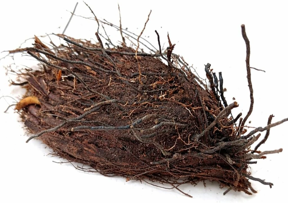 Christmas Fern Rhizomes - Polystichum acrostichoides - Live Native Ferns (20 Pack) - Image 2