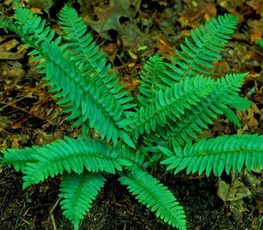Christmas Fern Rhizomes - Polystichum acrostichoides - Live Native Ferns (20 Pack) - Image 4