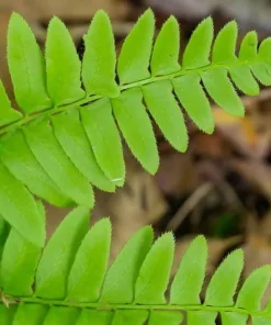 Christmas Fern Rhizomes - Polystichum acrostichoides - Live Native Ferns (20 Pack) - Image 5