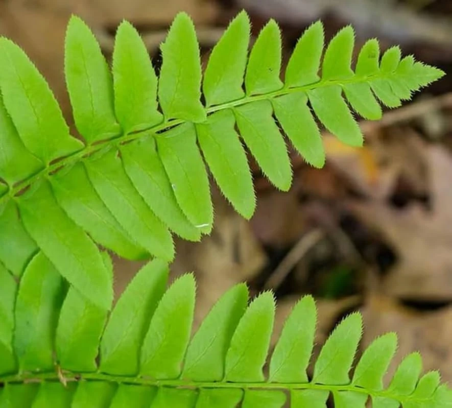 Christmas Fern Rhizomes - Polystichum acrostichoides - Live Native Ferns (20 Pack) - Image 5
