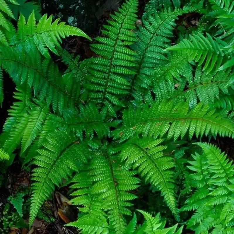Christmas Fern Rhizomes - Polystichum acrostichoides - Live Native Ferns (20 Pack) - Image 6