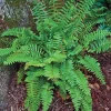 Christmas Fern Rhizomes - Polystichum acrostichoides - Live Native Ferns (20 Pack) - Image 1