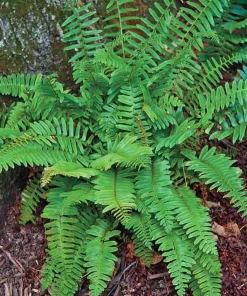 Christmas Fern Rhizomes - Polystichum acrostichoides - Live Native Ferns (20 Pack) - Image 1