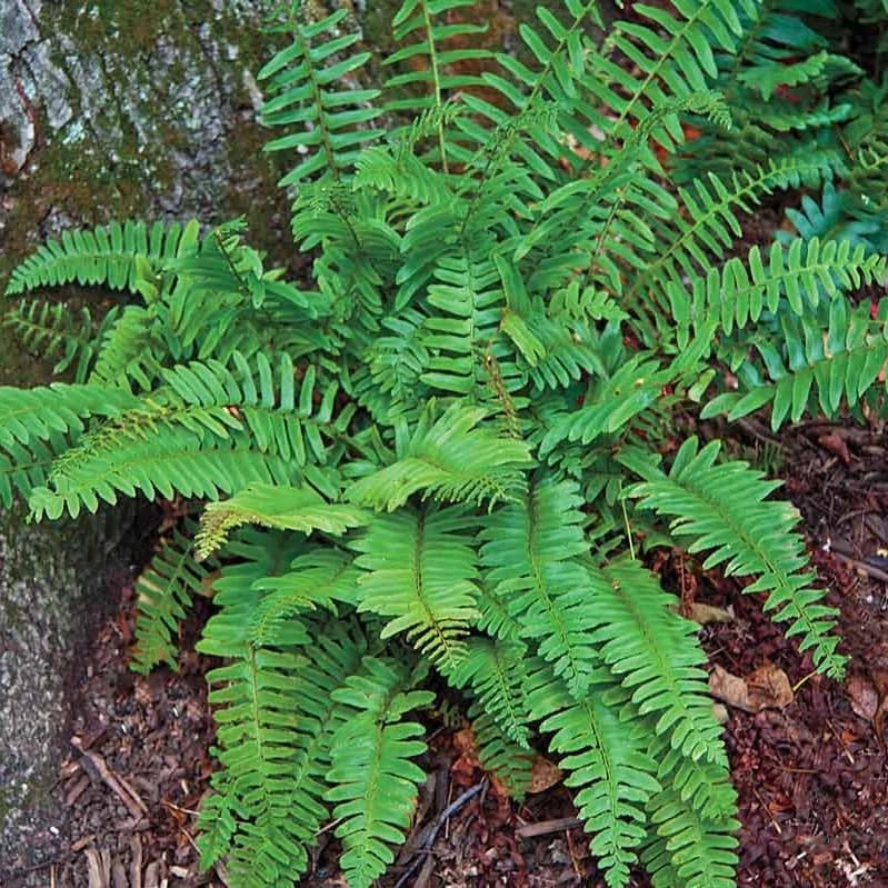 Christmas Fern Rhizomes - Polystichum acrostichoides - Live Native Ferns (20 Pack) - Image 1