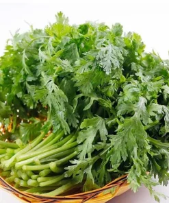 Chrysanthemum Greens Seeds (Shungiku) - 3500 Seeds for Planting, Edible Asian Green - Image 2